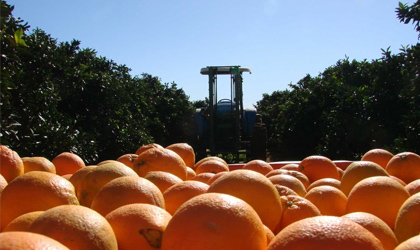 澳洲柑橘出口前五月同比增92% 亚洲市场涨势明显