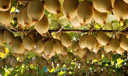 新西兰奇异果业务驱动全国园艺出口大增13.7%  罕见增幅未来短期内或将无法复制