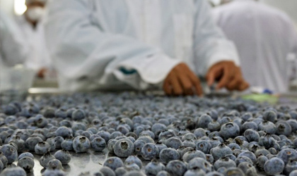 秘鲁蓝莓终获中国准入 最早11月启动出口