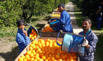 南非柑橘首次使用散货冷藏船出口亚洲 5200托盘本周启运日本和中国