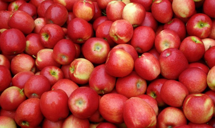 全国口岸首次从进境美国、新西兰苹果中检出苹果壳色单隔孢溃疡病菌