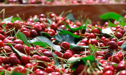 澳洲著名樱桃出口商Reid Fruits寻求出售公司 截至11月底前仍接受买家意向书