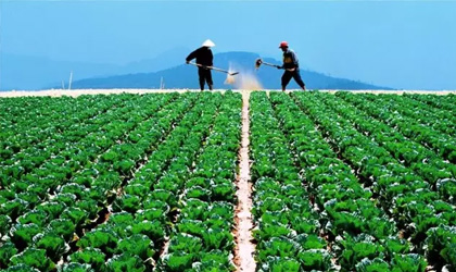越南: 本土大叻蔬菜取代“不安全”中国蔬菜