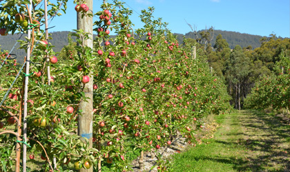 澳洲塔斯马尼亚水果出口或受检疫延迟影响