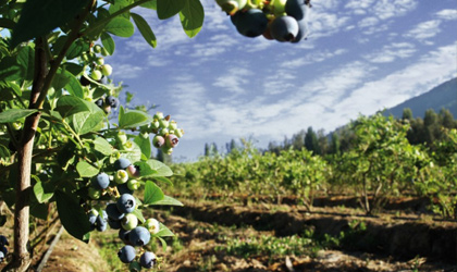 行业组织：智利水果业“倒退十年” 2016年出口将减4%