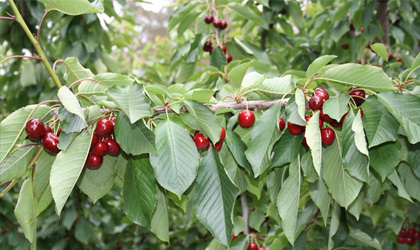 塔斯马尼亚最大樱桃出口商开辟新果园供应中国春节