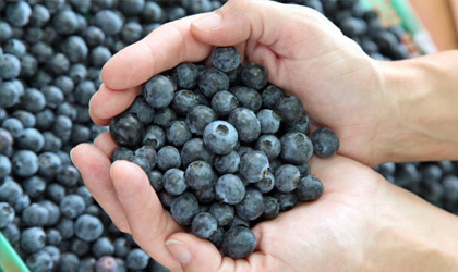 秘鲁蓝莓出口激增148% 成该国第三大出口水果
