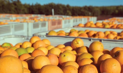 澳洲脐橙进入出口高峰期 市场对小号水果需求旺盛