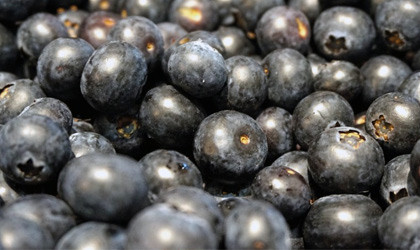 秘鲁蓝莓产量将翻番 出口额有望突破2亿美元