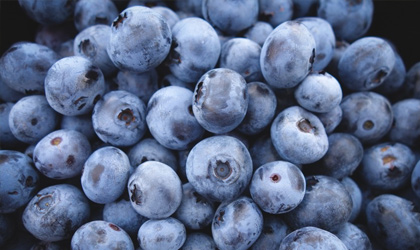 OZblu南非蓝莓产量增长 带动国家经济发展