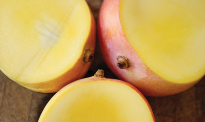 澳洲芒果产季报告：全国产量千万箱破纪录 延长产季维持全球竞争力