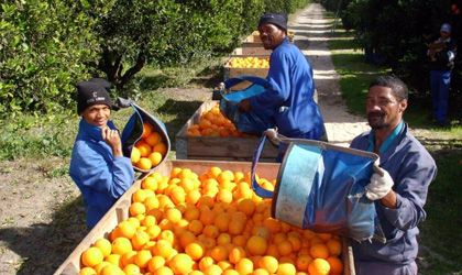 南非柑橘本季出口远超预期