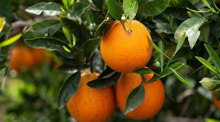 津巴布韦柑橘：中国市场带动出口增长64%  本季探索更多运输选择