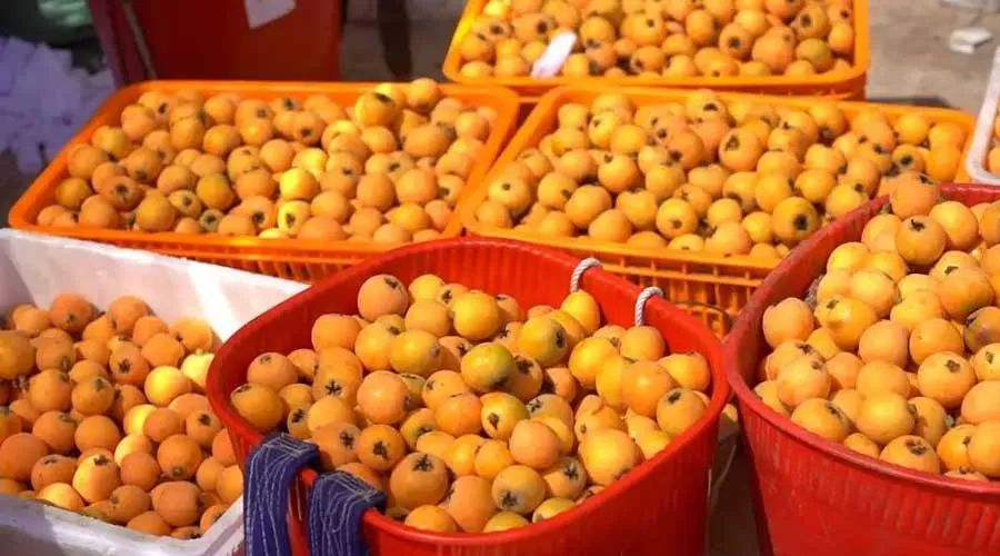 云南6种水果入选全国名特优新农产品名录