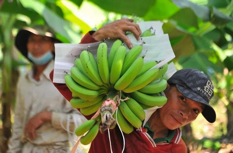 越南香蕉签署输华议定书 正贸出口实现稳定发展