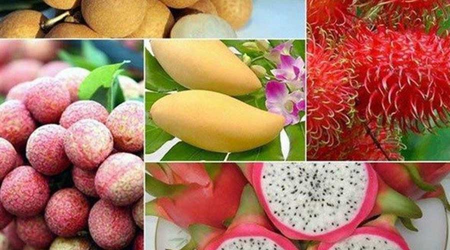 越南水果出口新目标：选定14个品项重点发展  2025年出口额超50亿美元