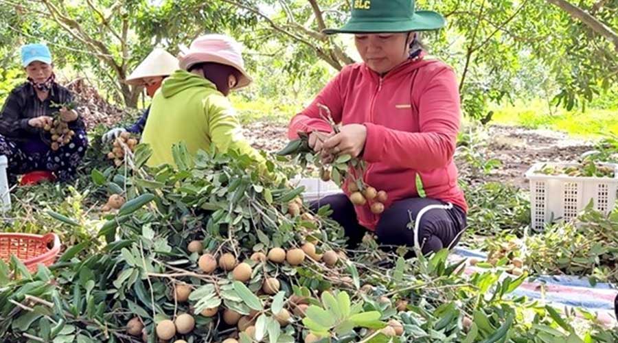 越南水果：榴莲等种植区积极申请代码  获得对华官渠出口资质