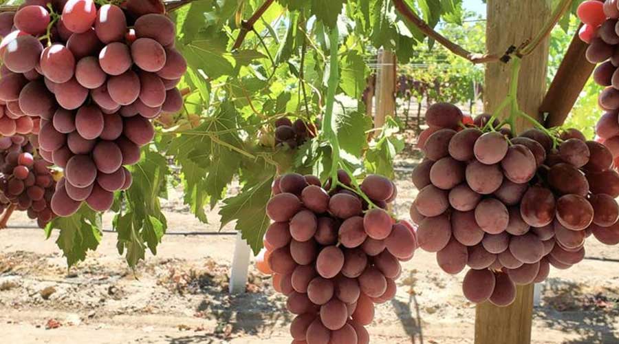 Sun World南美扩大品种授权  秘鲁、智利强化独家葡萄供应