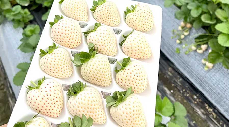 浙农科院全新白草莓品种“建德白露”培育成功