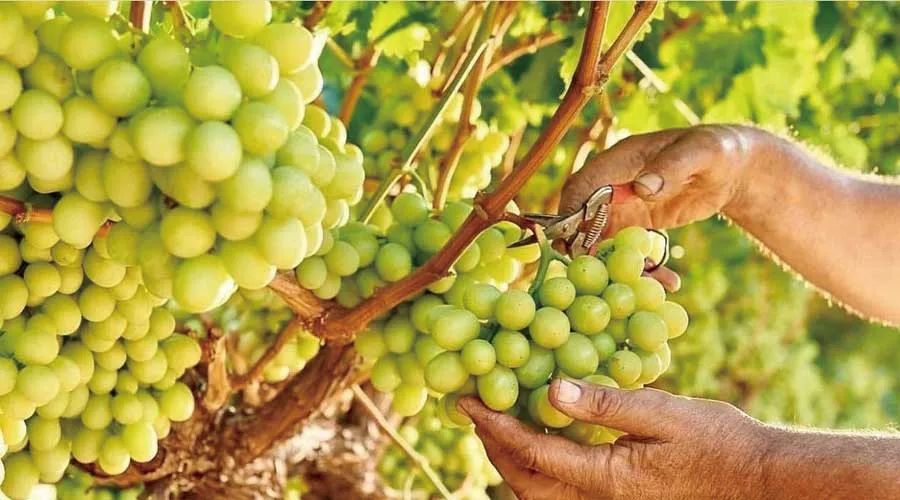 南非葡萄遭遇30年最大挑战 部分产区减产30%致年初供应收紧