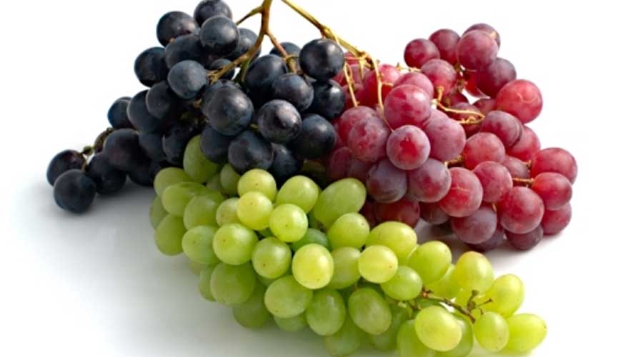 智利发布最新葡萄产季预期 品质提高新品种占比过半