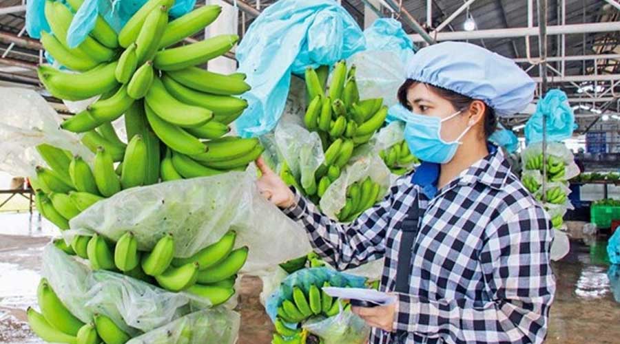 越南果蔬：今年出口额或达40亿美元  香蕉、榴莲和火龙果潜力巨大