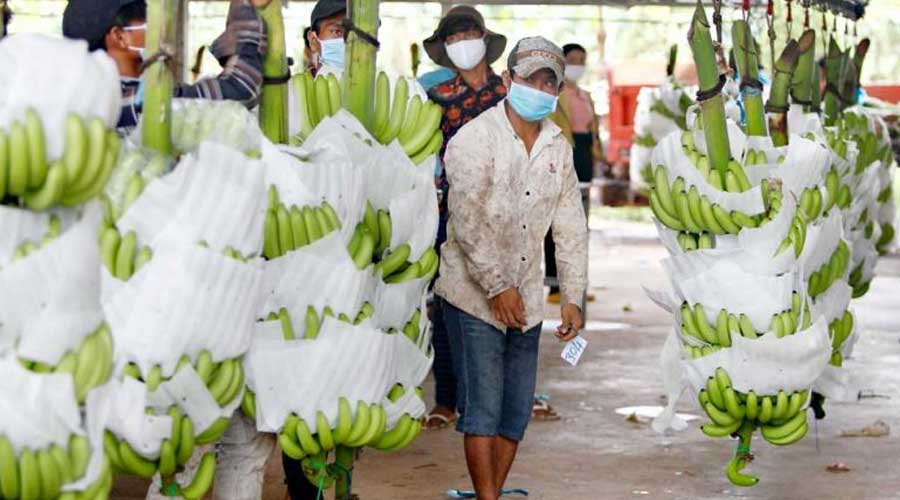 柬埔寨香蕉输华业务回暖 今年第一季度出口翻番
