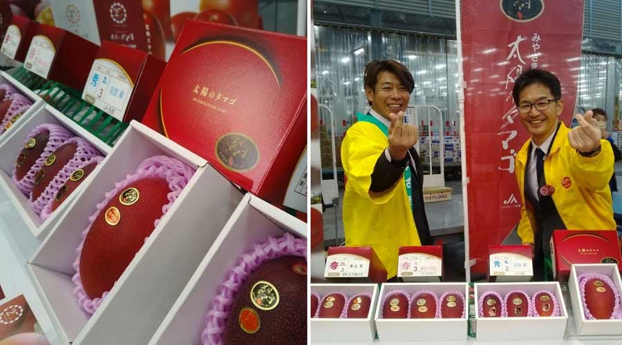 日本“太阳之子”芒果拍卖再创高价  单颗价格超1.5万元
