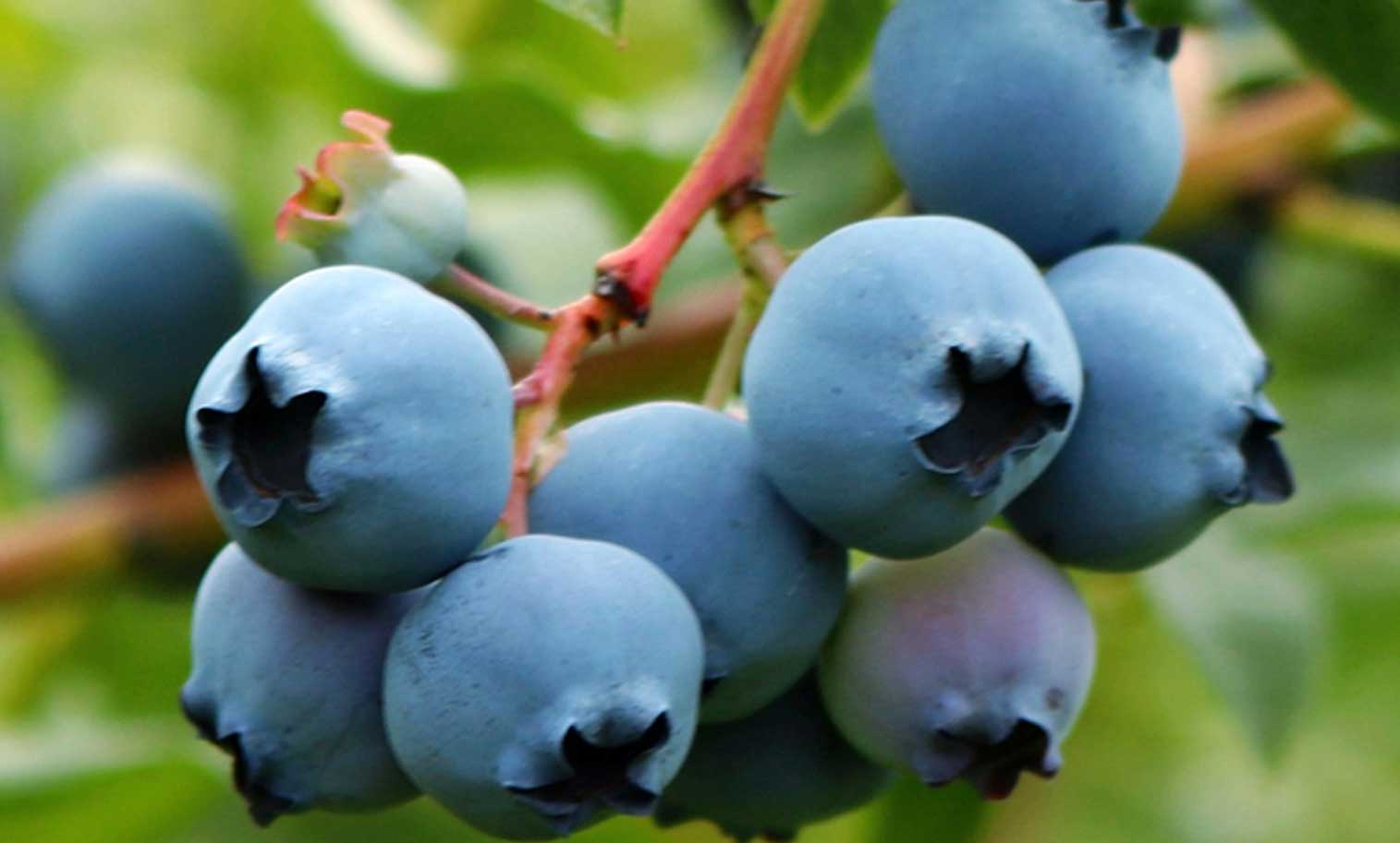 秘鲁蓝莓：OZblu独家品种Magica高居价格榜首