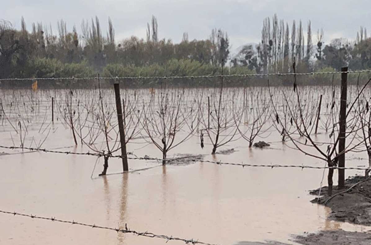 智利水果产区再遭暴雨肆虐  樱桃、浆果等价格或受影响