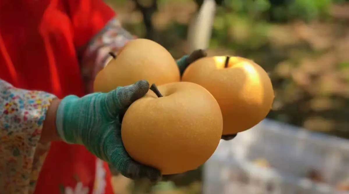 USDA中国梨年报：本季进出口双增20%  秋月梨价格坚挺