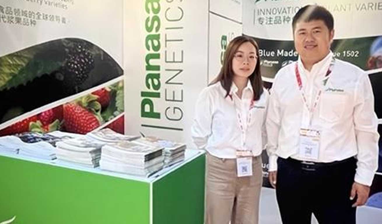 西班牙Planasa全股收购云南美鸣  深度参与中国蓝莓市场及品种开发