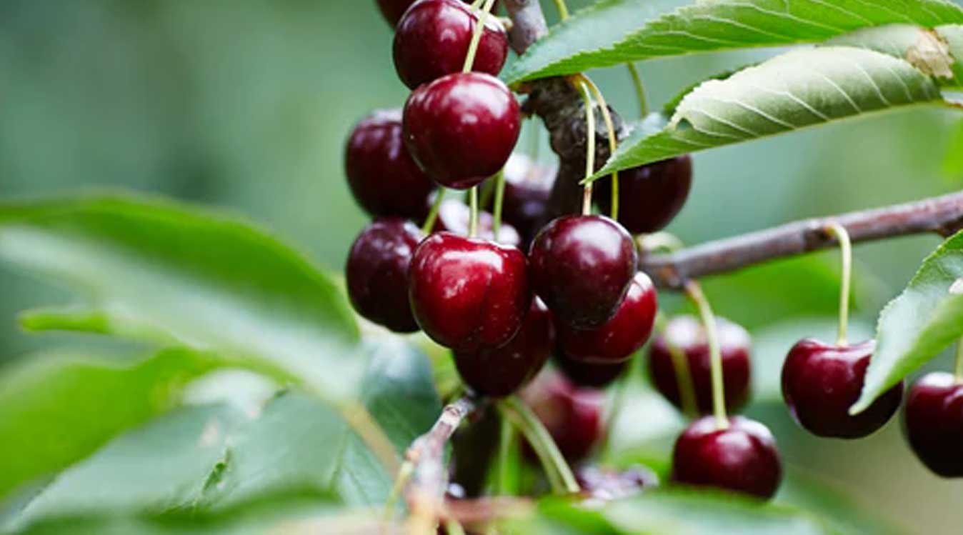 澳洲首款碳中和樱桃获得认证  Yarra Valley Cherries新季启动