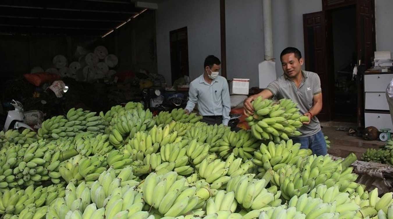 越南香蕉：中国市场份额翻倍  晋升第二大供应国