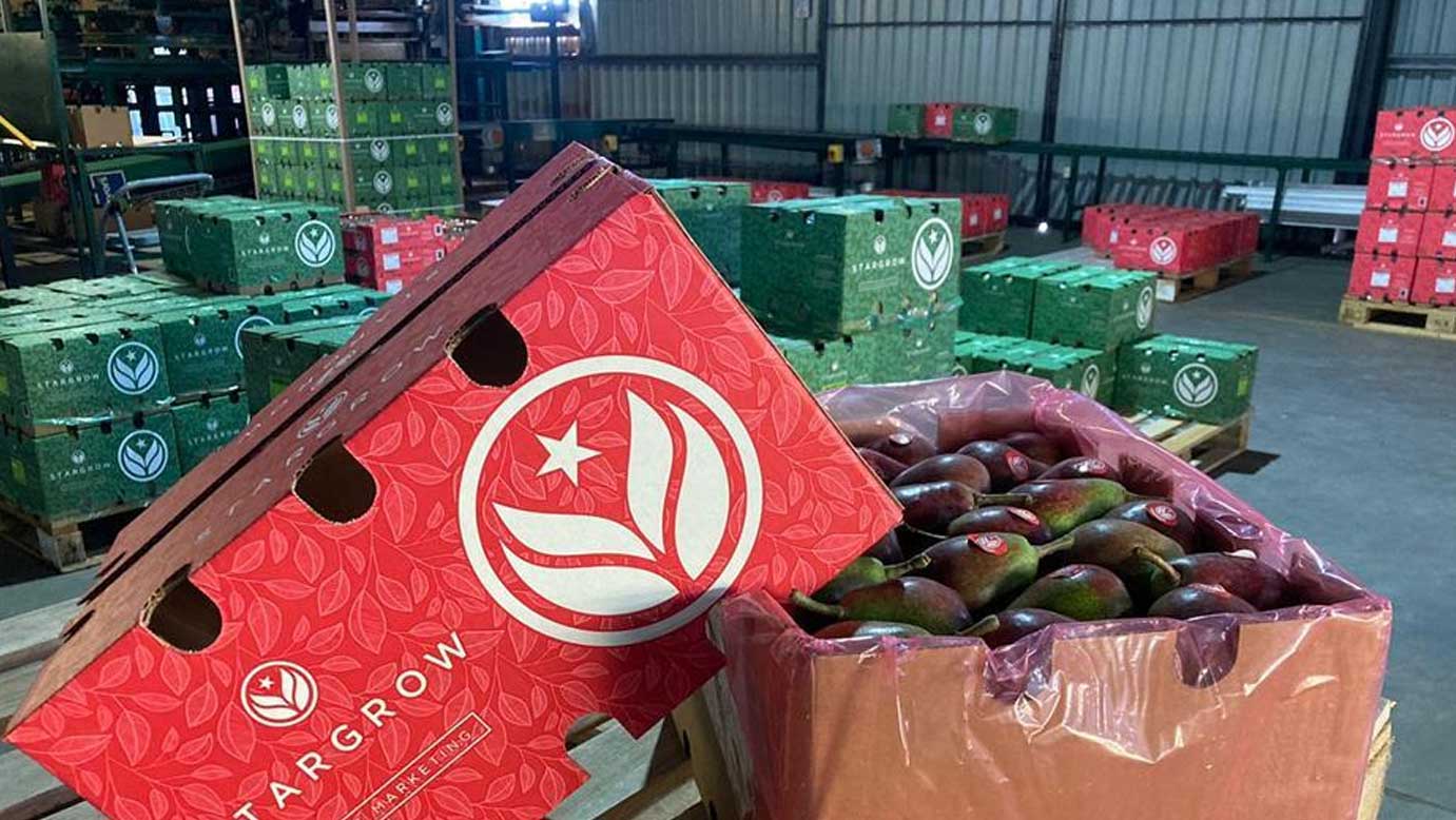 南非早熟红梨品种Celina新季上市  中国市场价格表现不俗
