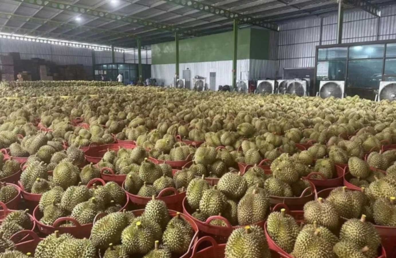 18吨泰国金枕榴莲入境鄂尔多斯机场  顺丰执飞今年首班国际水果包机