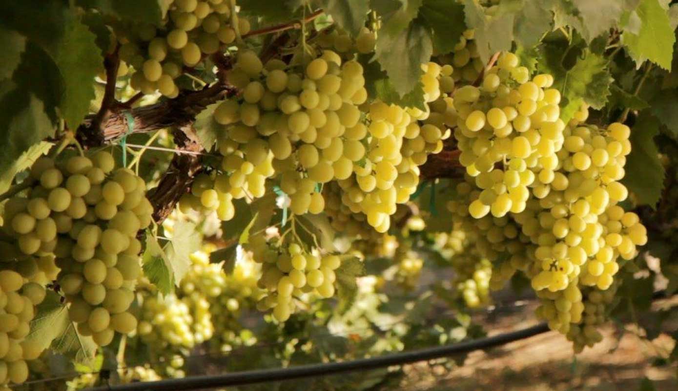 Bloom Fresh独家葡萄品种面向中国种植者发放授权