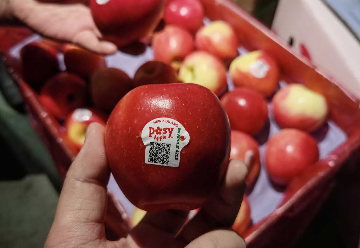 新西兰苹果：新季首批Posy小花苹果运抵中国  产量有限供不应求