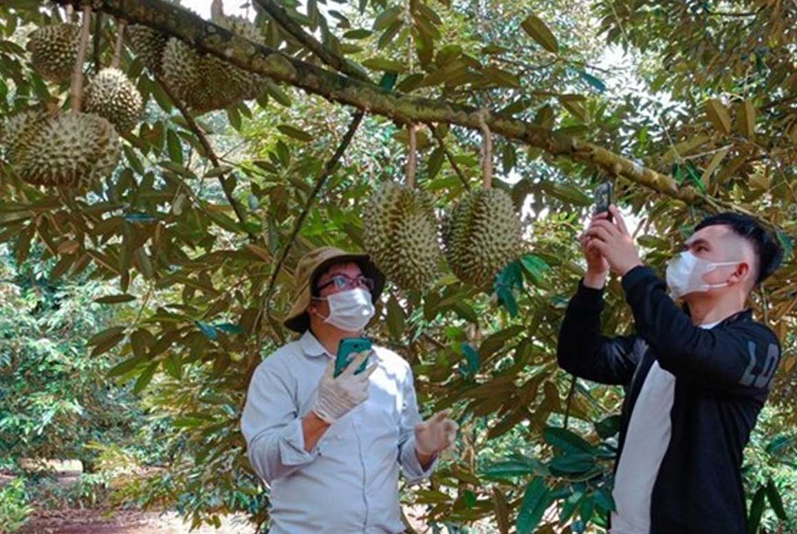 越南榴莲对华供应再扩大 平福省新增27个种植区代码