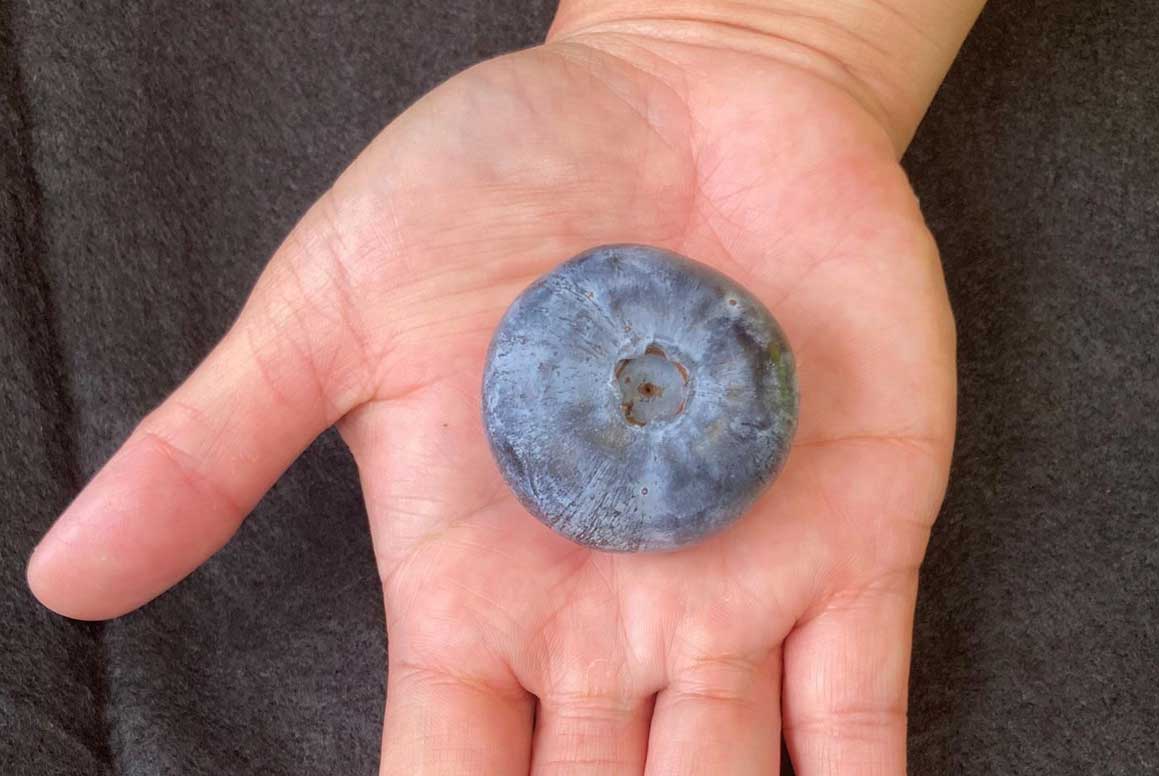 世界最大蓝莓打破吉尼斯纪录   Costa品种改良项目已落地中国