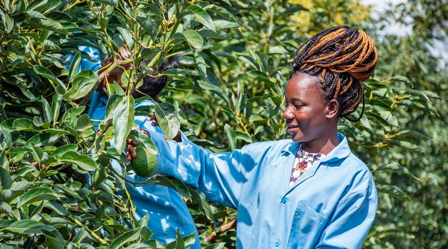 肯尼亚牛油果：无性系果树抗病提产  新季果品干物质理想
