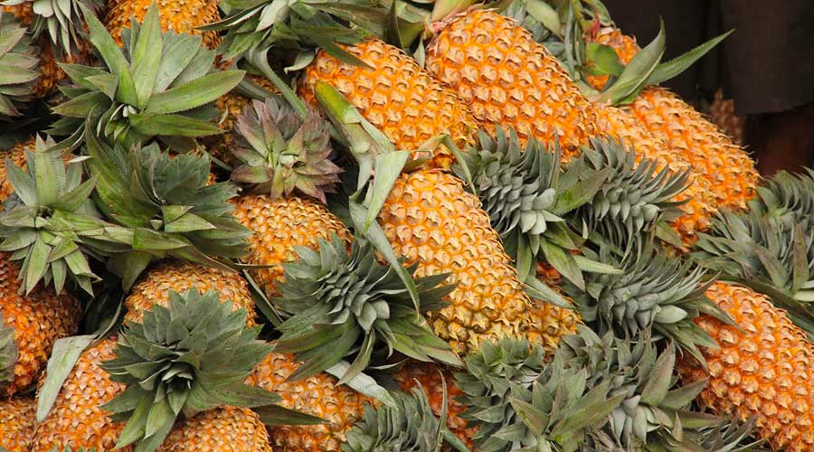 斯里兰卡鲜食菠萝获中国准入