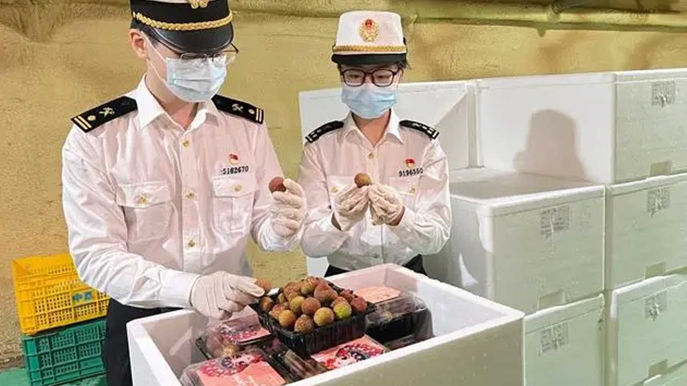 广州关区今年首批荔枝出口  出口量有望增长20%