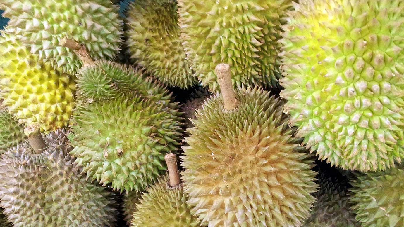 马来西亚榴莲：高温拉长产季  产量或增长50%