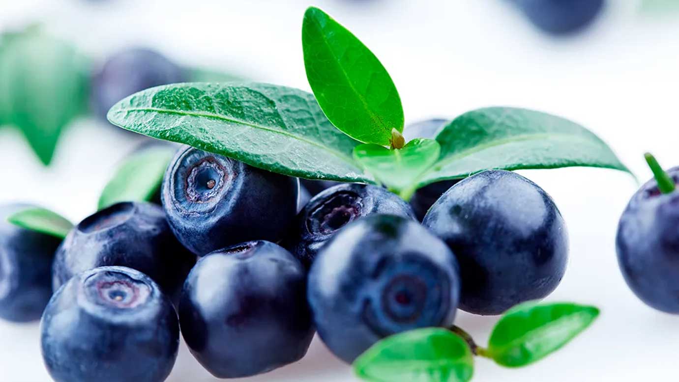 甘博仙为中国市场打造蓝莓新品种  La Chola种植面积持续扩
