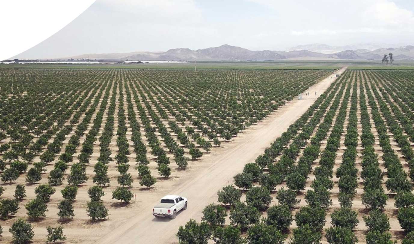 Vanguard收购秘鲁478公顷土地  扩大集团鲜食葡萄供应