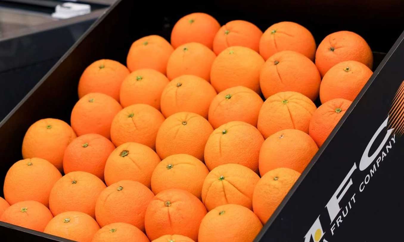 光明集团子公司成功引进澳大利亚MFC鲜橙