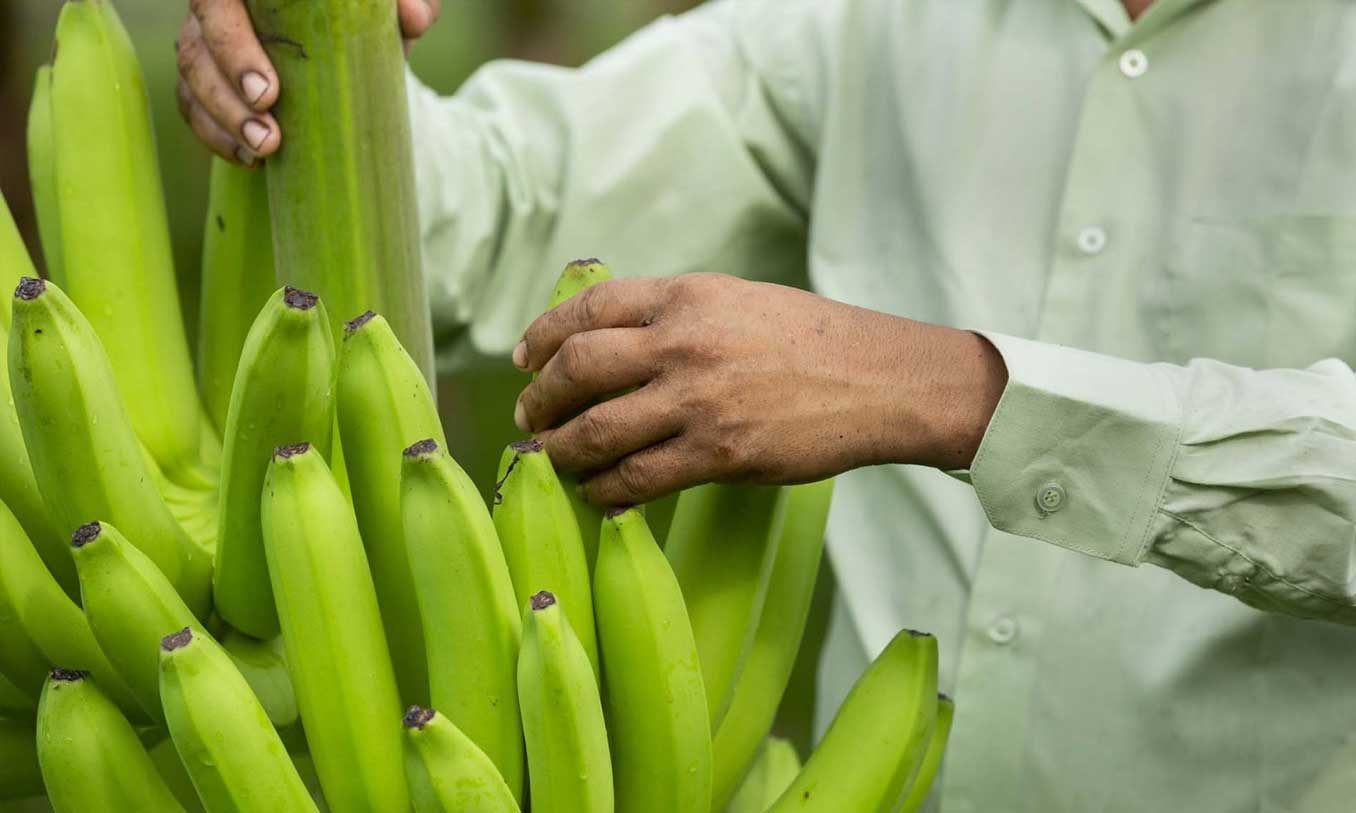 菲律宾香蕉：不变色新品种获准种植生产