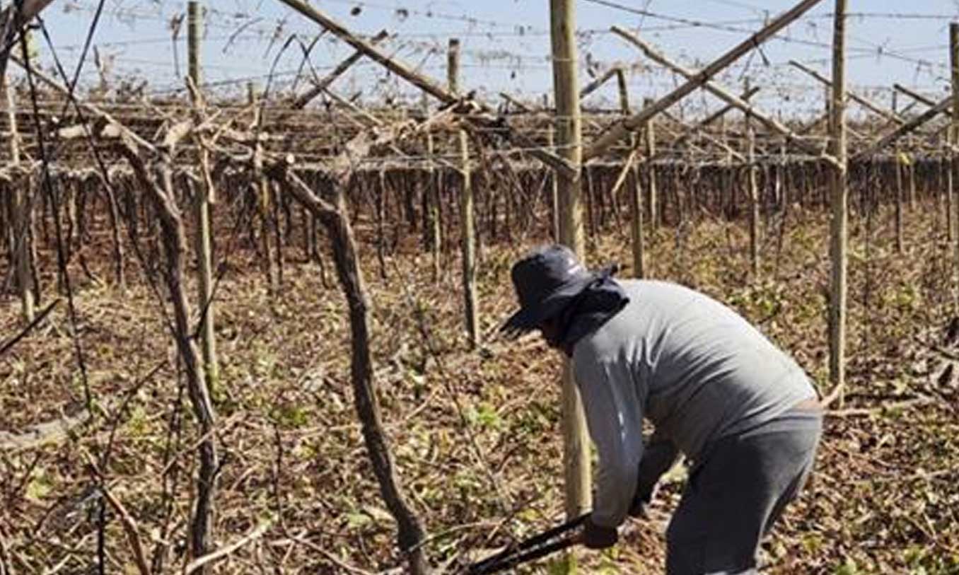 秘鲁葡萄：Bloom Fresh品种维权成功 造就最大宗非法作物移除行动