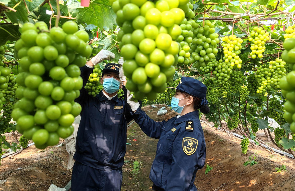 中国首次通过海运向澳大利亚出口葡萄